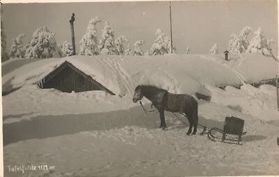 Tafelfichte im schnee.jpg